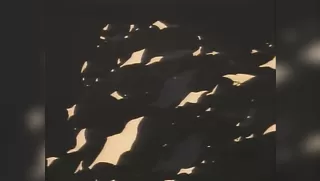 Cream Lemon Slices - Ep.26